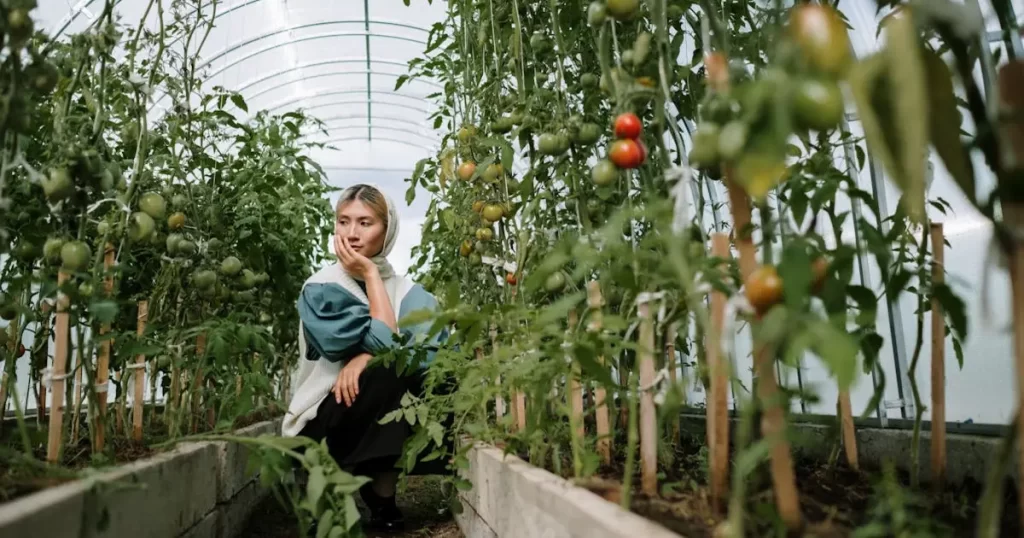 Como Cultivar Tomates Orgânicos em Apartamentos: Benefícios e Dicas