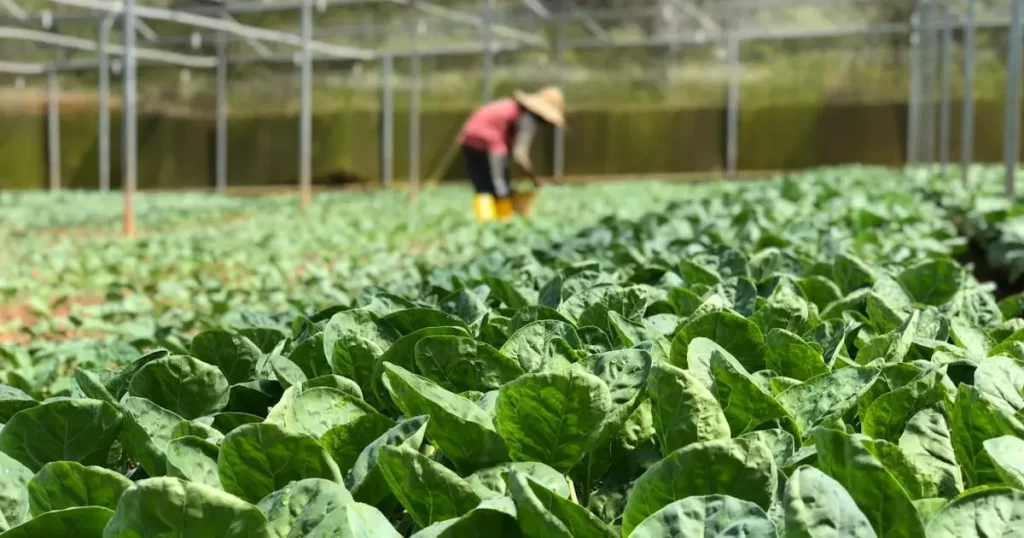 Como plantar alface em casa: Guia prático e sustentável