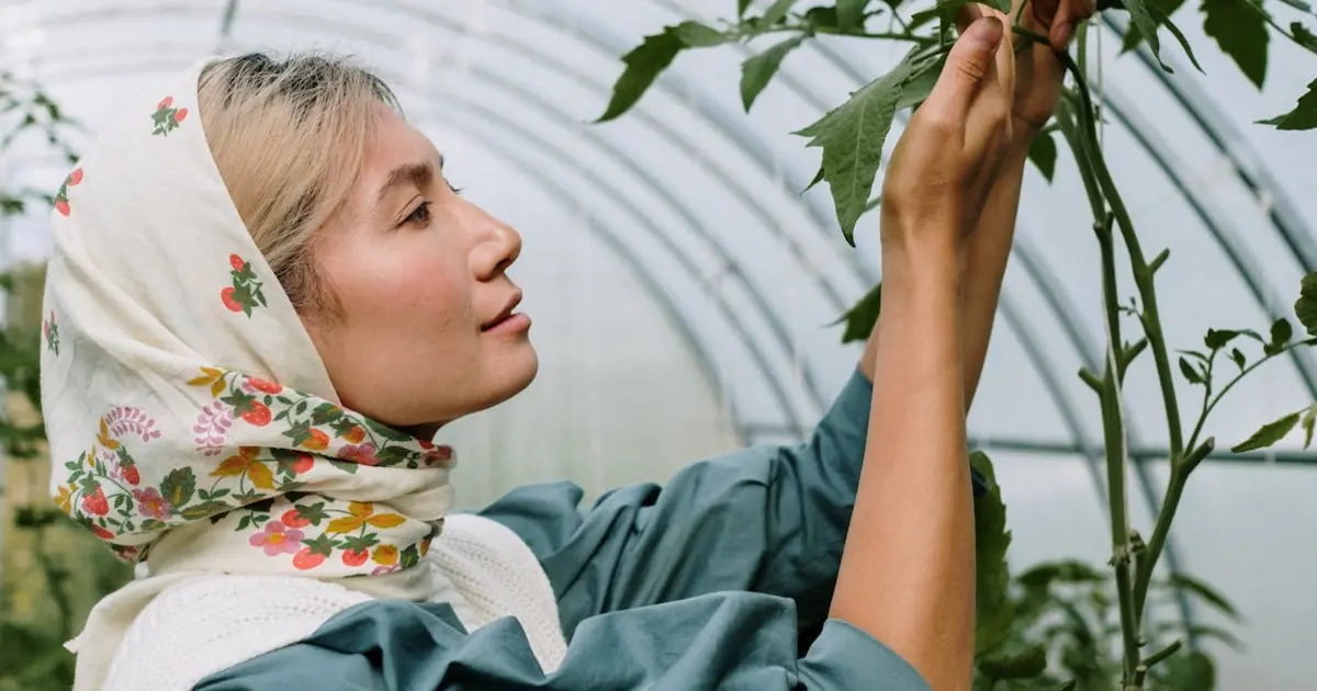 Cultivo de plantas medicinais sem agrotóxicos: Guia prático para pequenos espaços