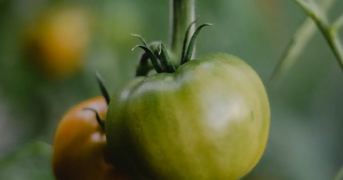 Cultivo sustentável: Benefícios para ambiente e saúde