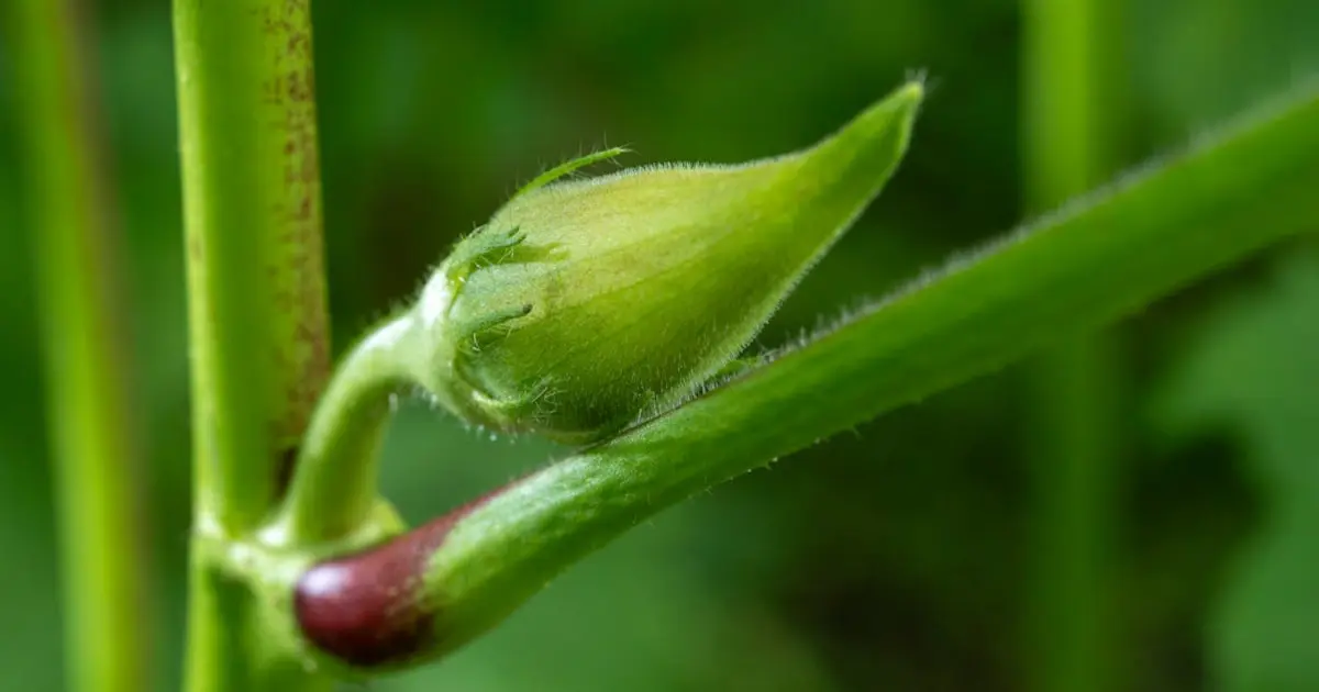 Descubra os Benefícios da Horticultura Orgânica