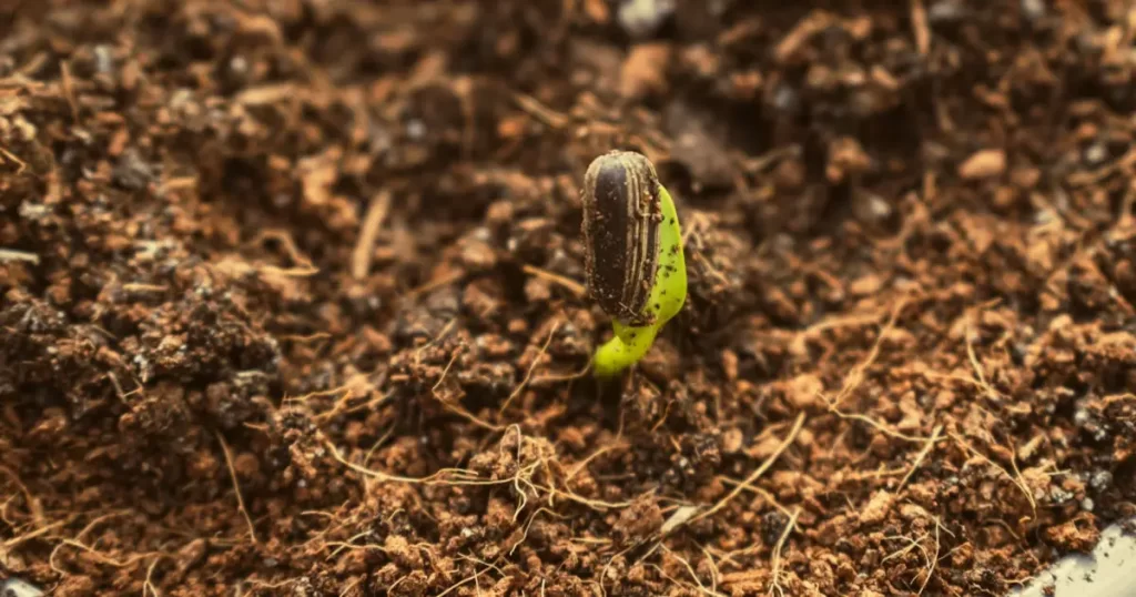 Guia Prático: Cultivo de Hortaliças Orgânicas em Pequenos Espaços