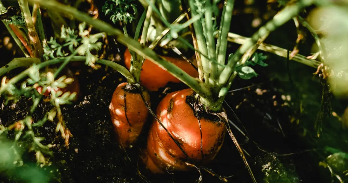 Guia Prático para Cultivar Cenouras em Casa