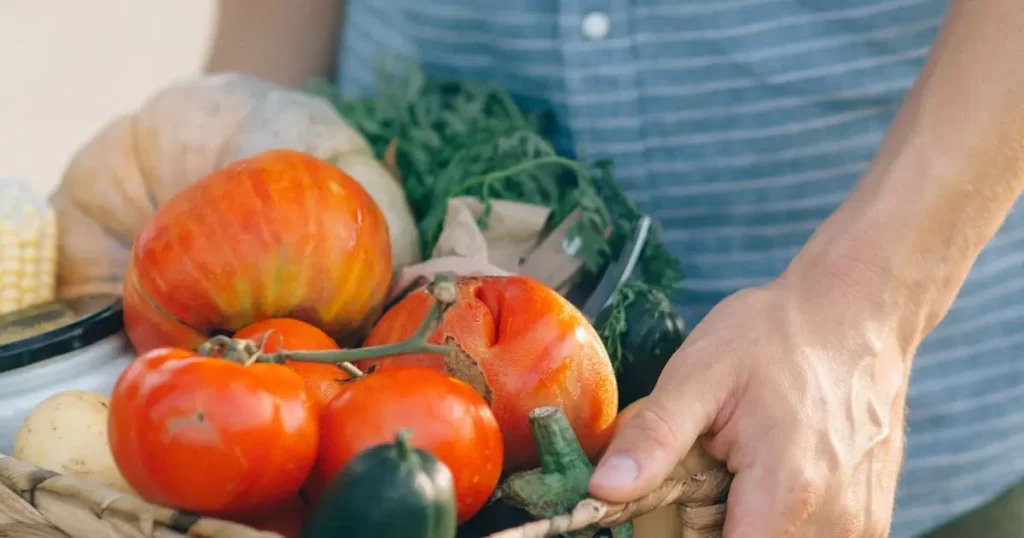 Guia Prático para o Cultivo Orgânico de Tomates em Casa