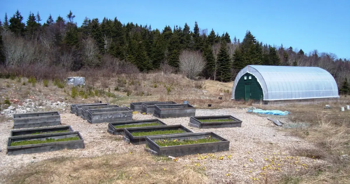 Guia prático para construir canteiros elevados em jardins urbanos