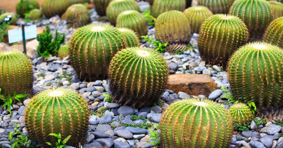 Jardim suspenso com garrafas plásticas: beleza sustentável em casa