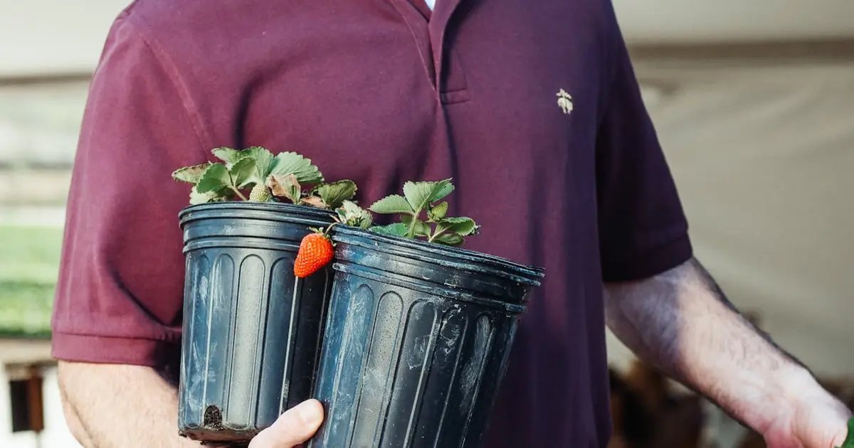 Plantas Frutíferas em Ambientes Fechados: Cultive e Colha na Sua Casa