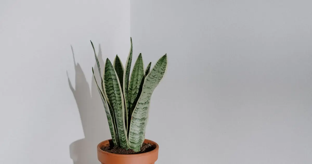 Plantas para Vasos Pequenos: Sugestões Práticas e Decorativas