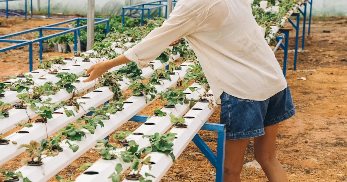 Sistema de Irrigação para Alface Hidropônica: Guia Completo