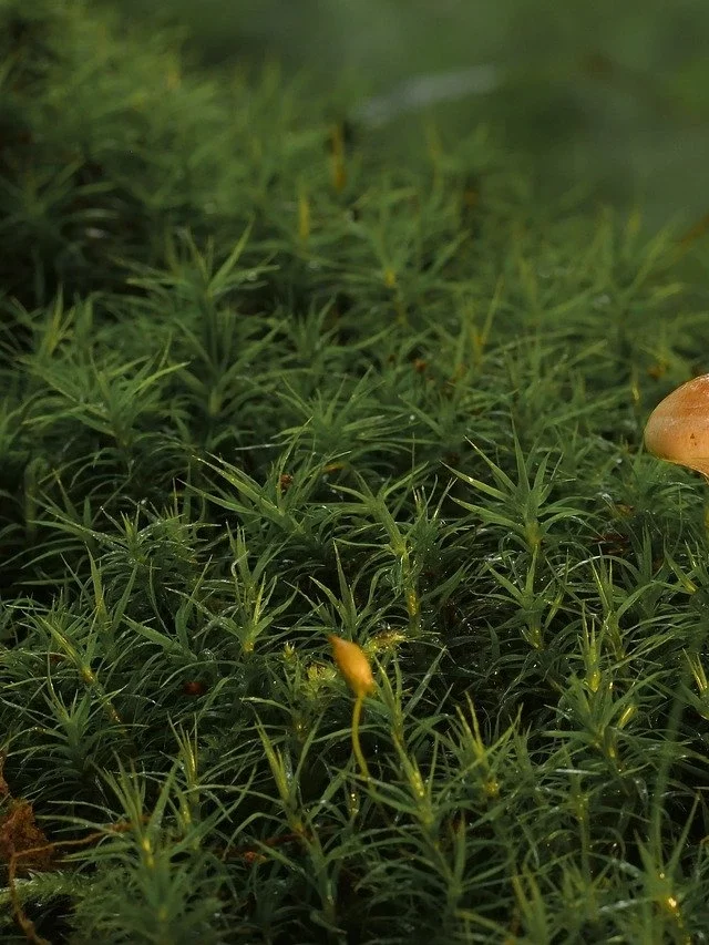 Como Cultivar uma Horta em Pequenos Espaços