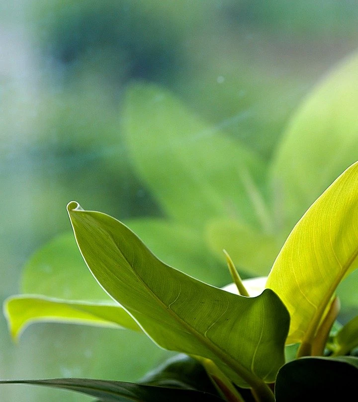 Como Cultivar uma Horta Dentro de Casa: Guia Completo