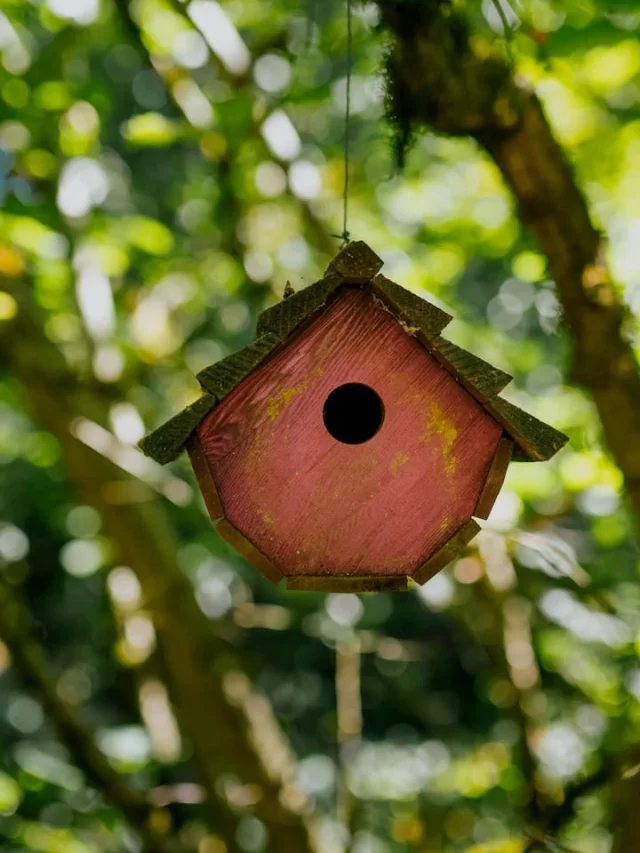 Como Iniciar uma Jardinagem Orgânica em Casa?