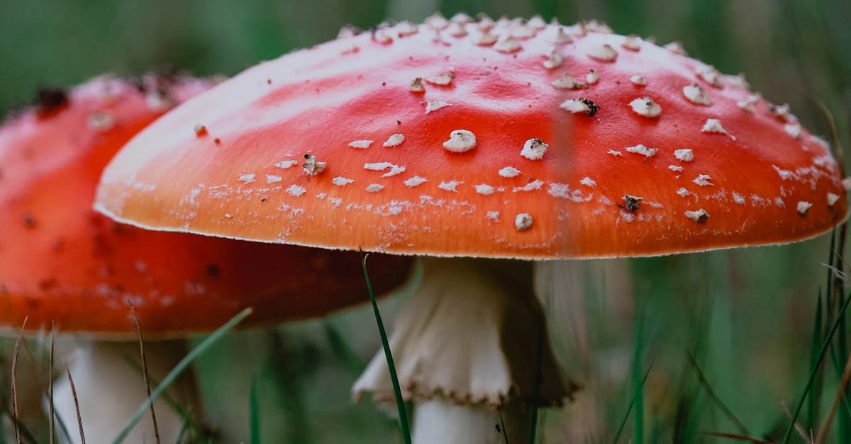 Descubra por que a planta zamioculca é tóxica