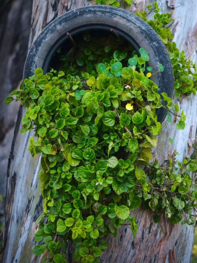 Como cultivar uma horta em espaços pequenos