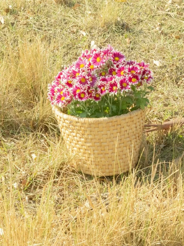 Descubra a Jardinagem em São José: Dicas e Histórias