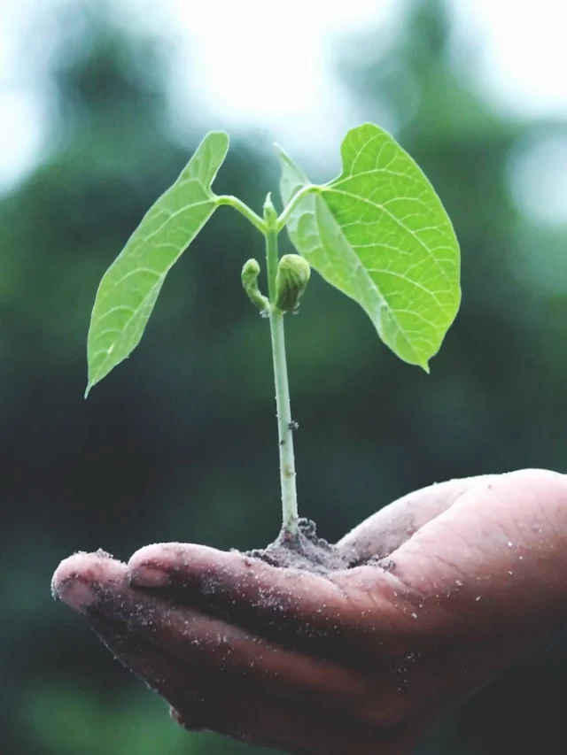 Descubra o Poder da Jardinagem: Transforme o Seu Espaço