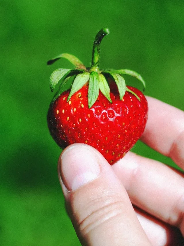 Descubra o que faz quem mexe com jardinagem