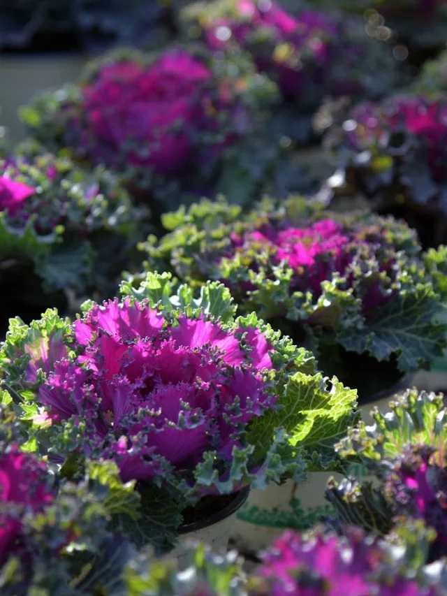 Descubra o que um auxiliar de jardinagem faz