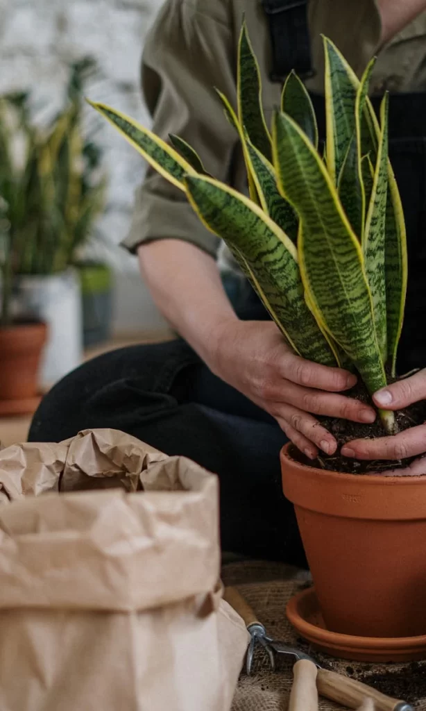 Descubra os Benefícios de Ter Plantas em Casa