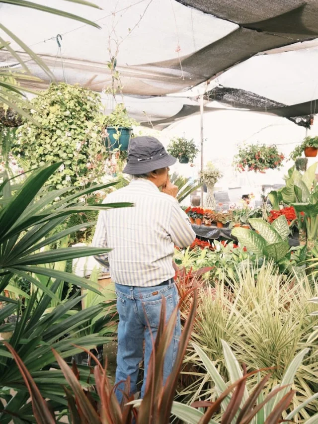 Descubra por que é jardinagem e transforme seu lar!