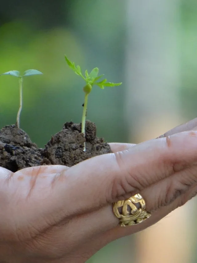 Por que a Ecologia é Jardinagem?